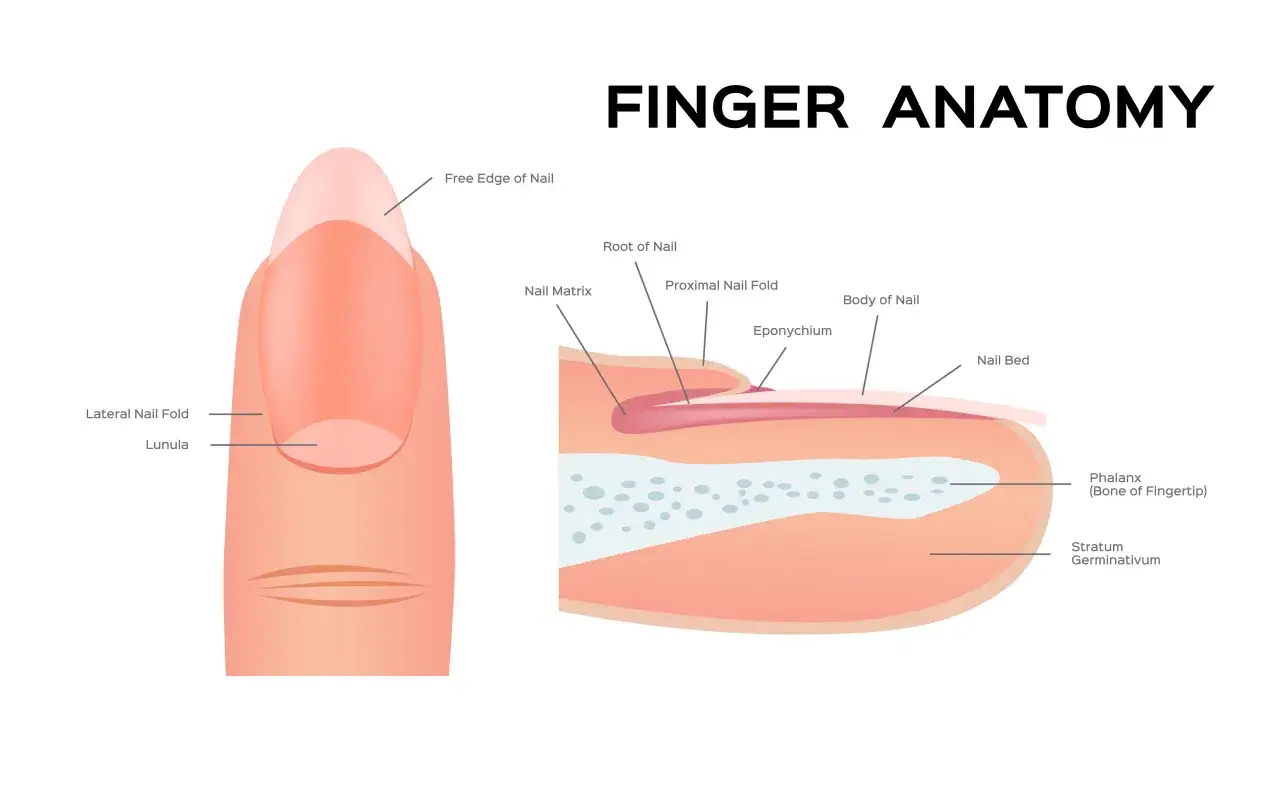 Anatomia palca: widok przekroju paznokcia, ukazujący łożysko paznokcia, macierz, lunulę i kość opuszki palca.